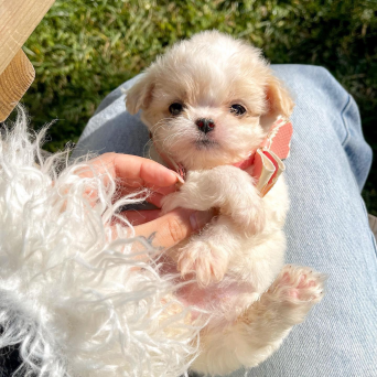 Maltipoo
